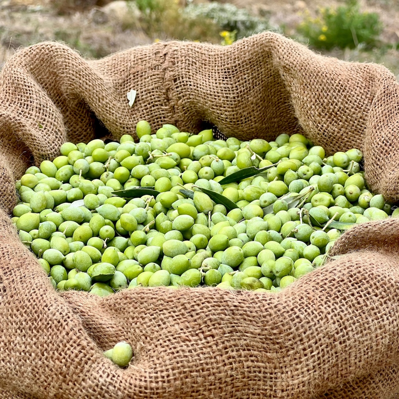 High-Polyphenol Olivenöl