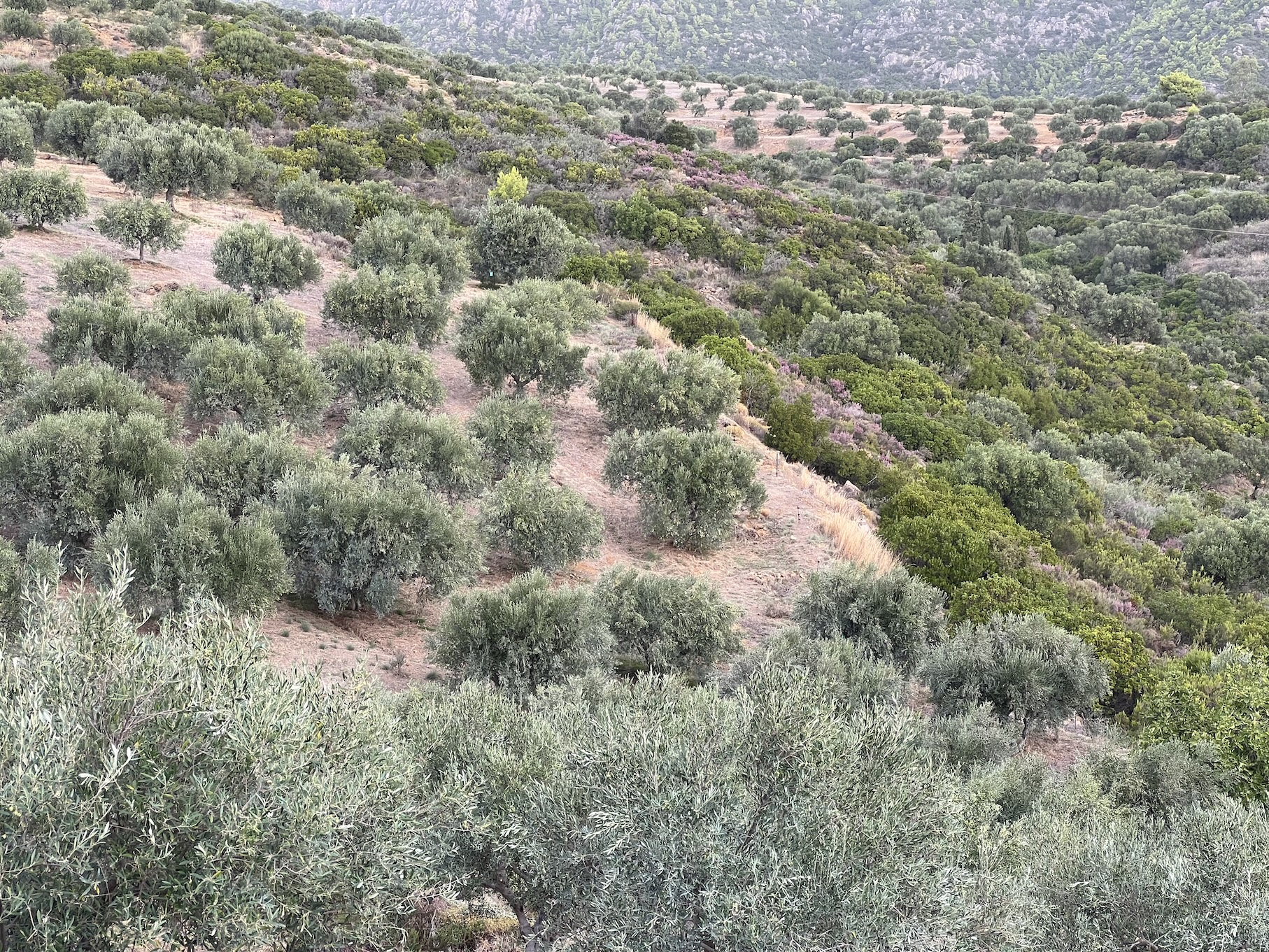 Tripoli - Peloponnes
