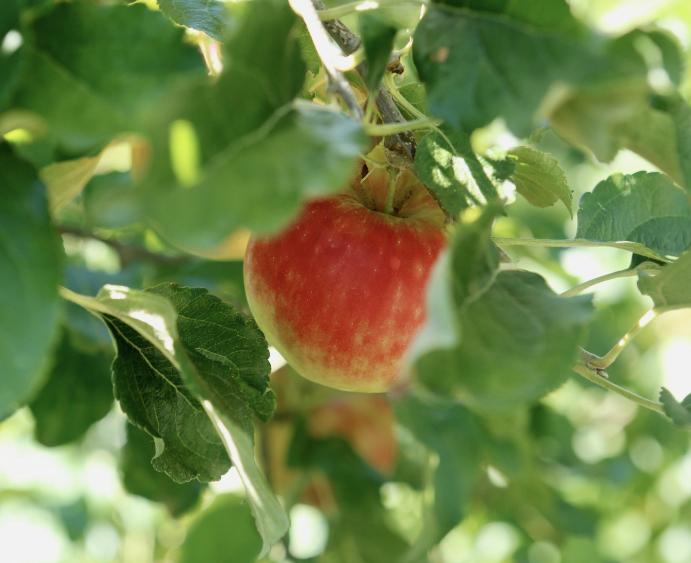 Regionale Obst-Ernteanteile